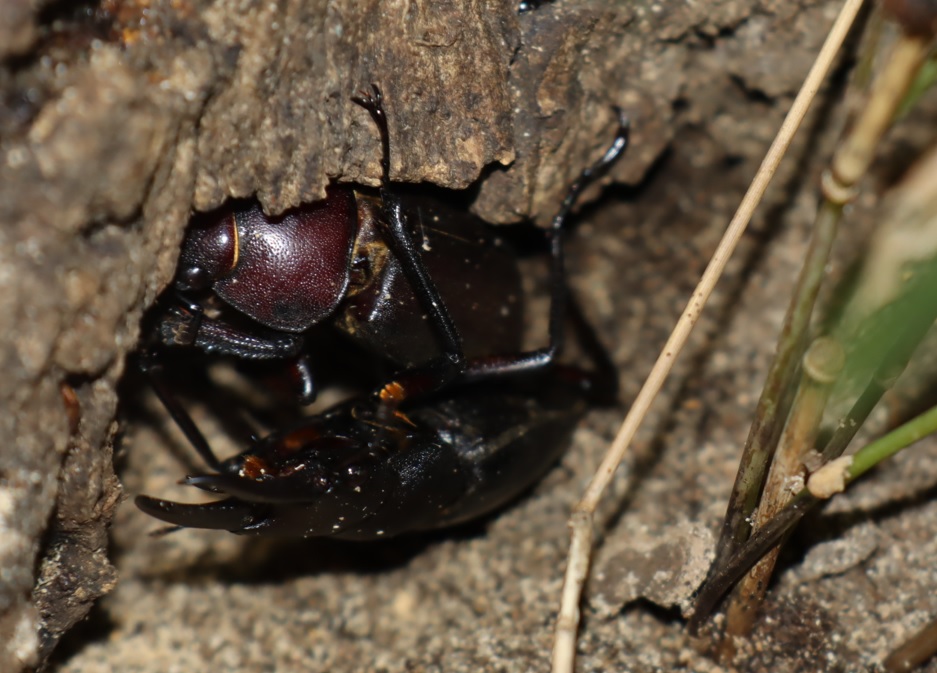 ノコギリクワガタ♂、♀_No.4のコナラ_クワガタ達のオアシス_2023年9月12日20時15分 気温25.9度